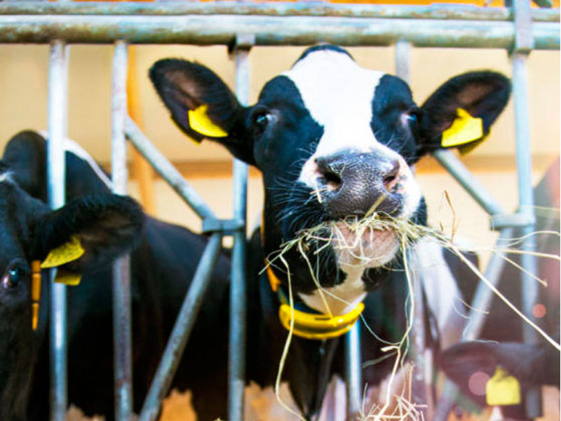 RFID Cho Chăn Nuôi