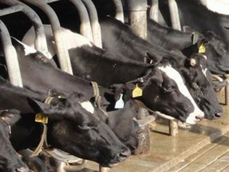 RFID quản lý chăn nuôi