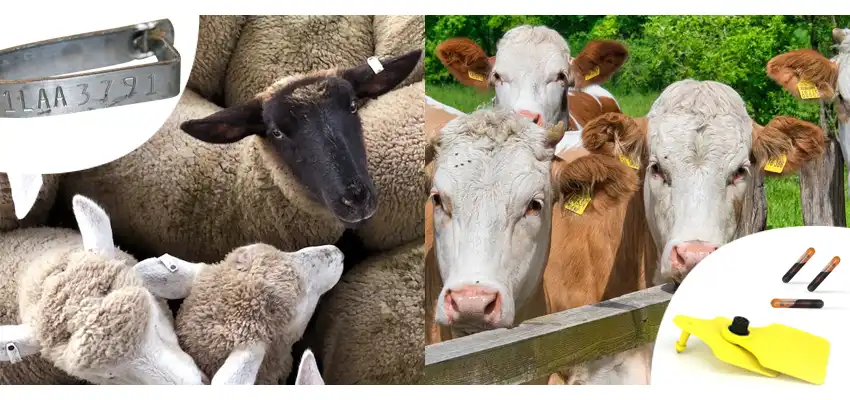 SO SÁNH: THẺ ĐỘNG VẬT RFID VÀ THẺ ĐỘNG VẬT TRUYỀN THỐNG