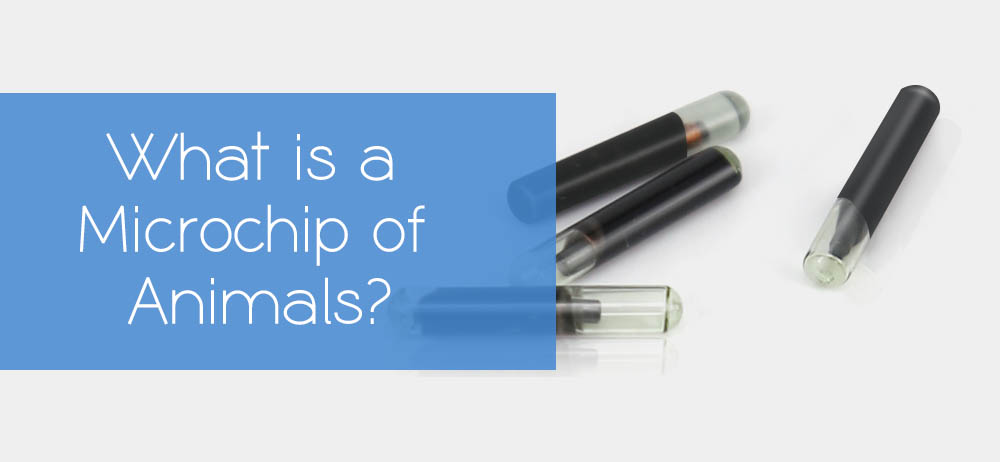 Vi mạch là gì? Có nên cấy vi mạch vào thú cưng hay không?