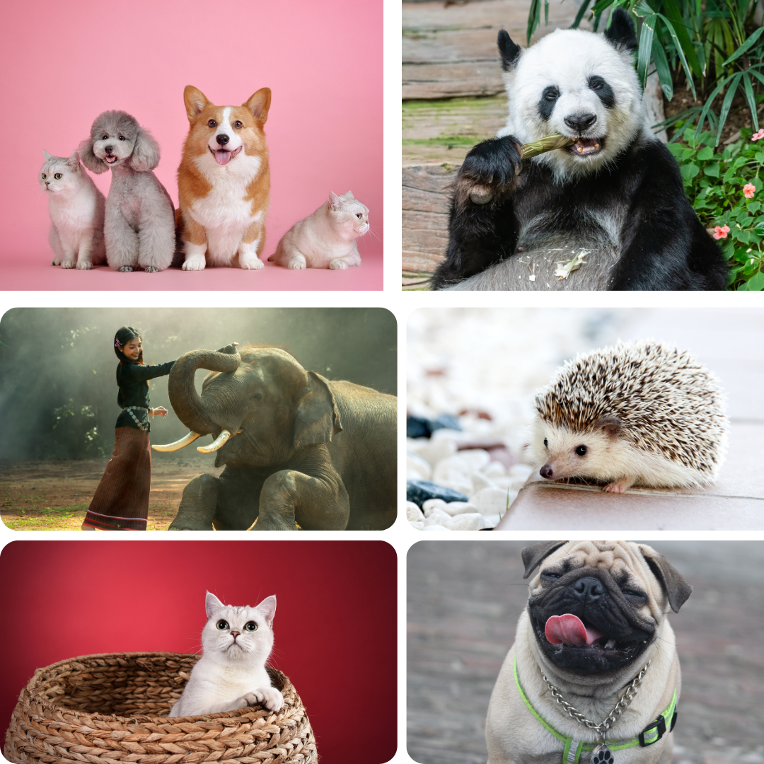 Theo Dõi Và Nhận Dạng Động Vật RFID